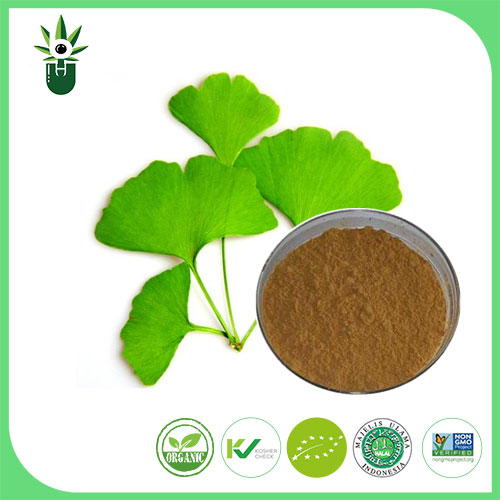 ສານສະກັດຈາກ Ginkgo Biloba